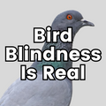 Bird Blindness Awareness